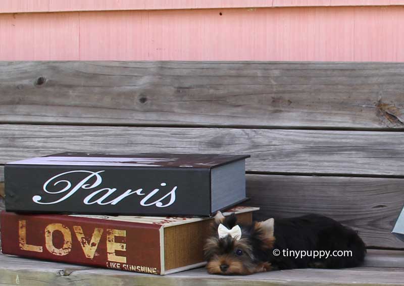 yorkie for sales tiny teacup yorkie puppies for sales micro terrier puppy breeds yorkie for sales tiny teacup yorkie puppies for sales micro terrier puppy breeds