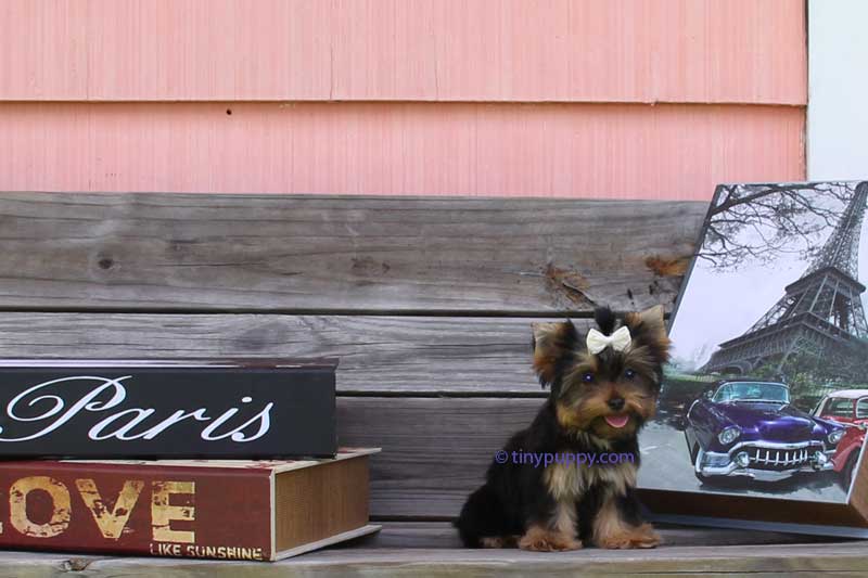 yorkie for sales tiny teacup yorkie puppies for sales micro terrier puppy breeds yorkie for sales tiny teacup yorkie puppies for sales micro terrier puppy breeds