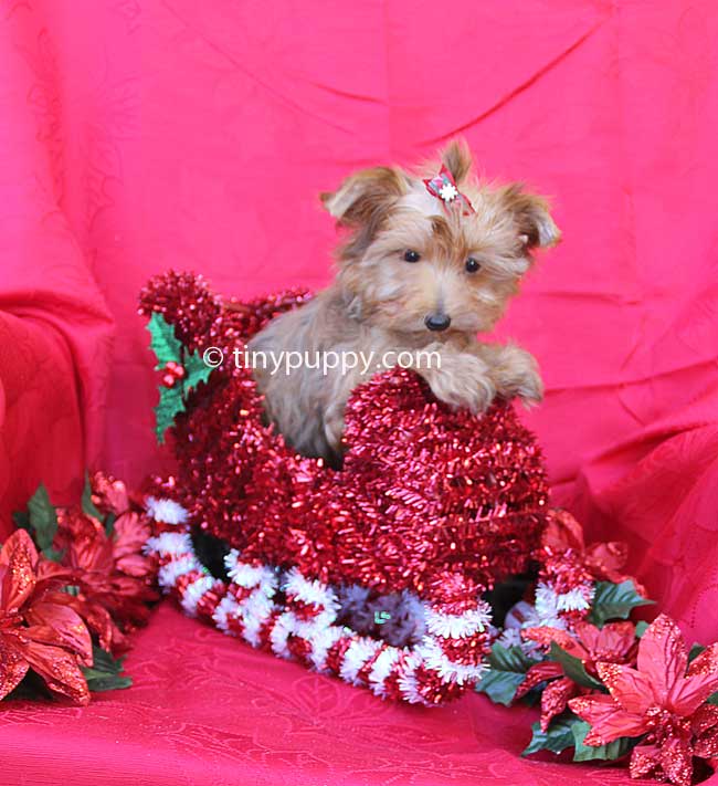 Chocolate yorkie, teacup chocolate yorkie, tiny chocolate yorkie, christmas puppy