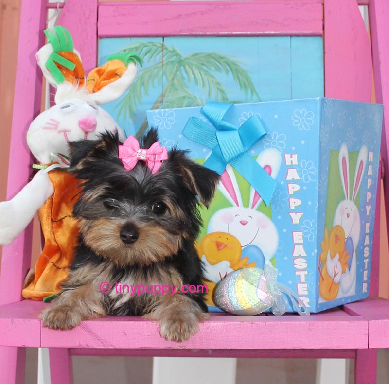 teacup havanese puppies for sale in illinois poodles for sale teacup parti poodles tea cup poodle design bild teacup havanese puppies for sale in illinois poodles for sale teacup parti poodles tea cup poodle design bild