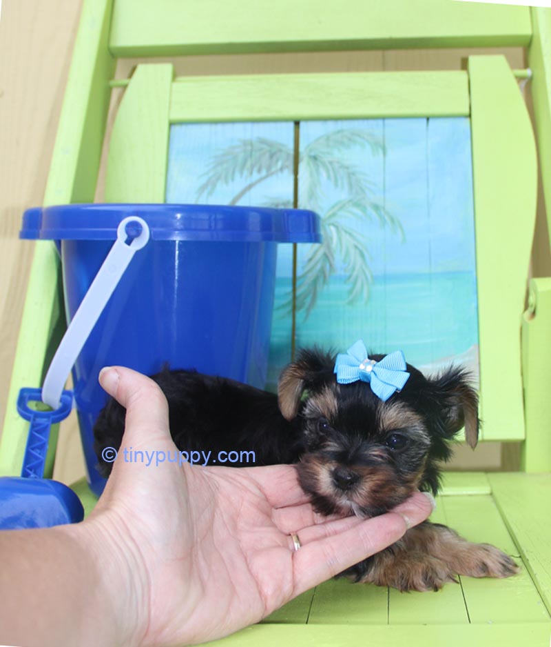 yorkie for sales tiny teacup yorkie puppies for sales micro terrier puppy breeds yorkie for sales tiny teacup yorkie puppies for sales micro terrier puppy breeds