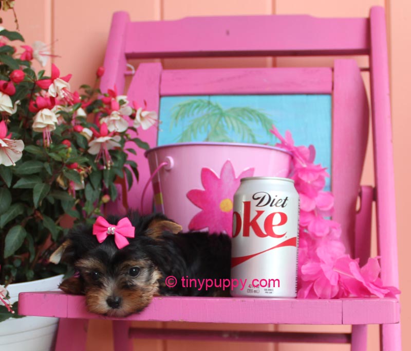 yorkie for sales tiny teacup yorkie puppies for sales micro terrier puppy breeds yorkie for sales tiny teacup yorkie puppies for sales micro terrier puppy breeds
