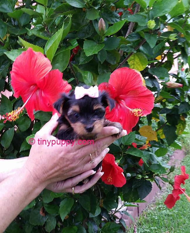 buy tiny teacup yorkie teacup yorkie x poodle breeds picture buy tiny teacup yorkie teacup yorkie x poodle breeds picture