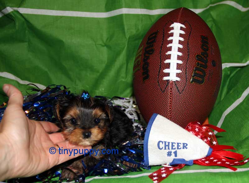 teacup yorkie boy teacup yorkie baby boy aiden tinypuppy teacup yorkie boy teacup yorkie baby boy aiden tinypuppy