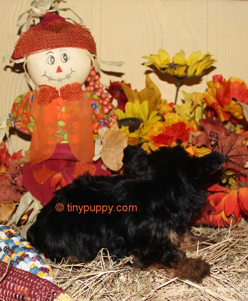 at what age do yorkies calm beau jingles teacup yorkie puppy tinypuppy at what age do yorkies calm beau jingles teacup yorkie puppy tinypuppy