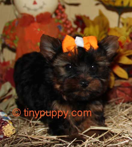 at what age do yorkies calm beau jingles teacup yorkie puppy tinypuppy at what age do yorkies calm beau jingles teacup yorkie puppy tinypuppy