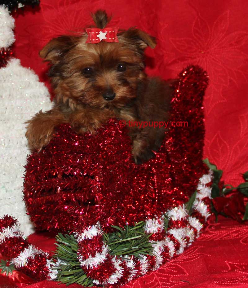 Charlie Brown Christmas Teacup Yorkie