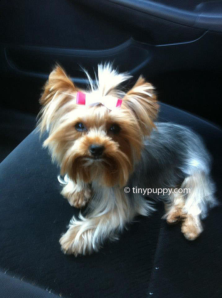 cutting yorkie hair yorkie haircuts and hairstyles tinypuppy cutting yorkie hair yorkie haircuts and hairstyles tinypuppy