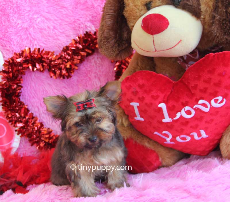 Teacup Golden Sable Yorkshire Terrier