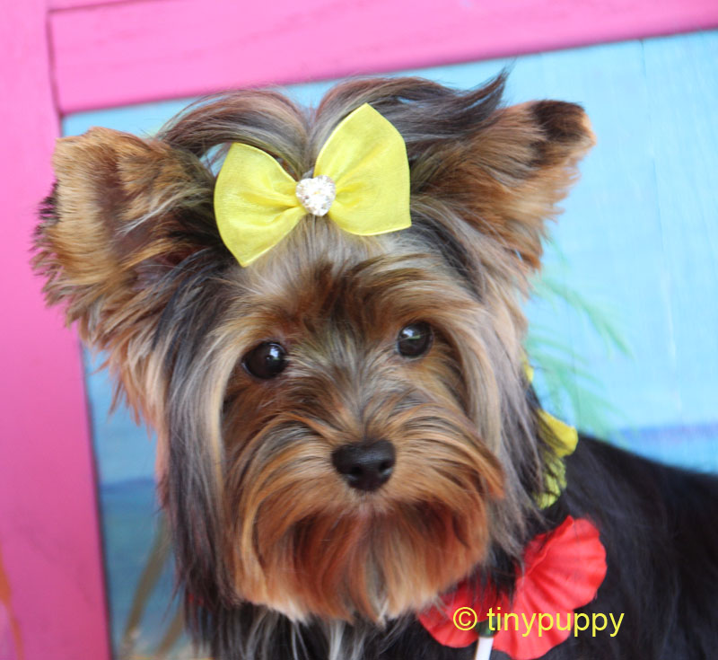yorkie poo accessories hair accessories for yorkie poos hair accessories for yorkie poos tiny hair for tiny yorkie poo accessories hair accessories for yorkie poos hair accessories for yorkie poos tiny hair for tiny