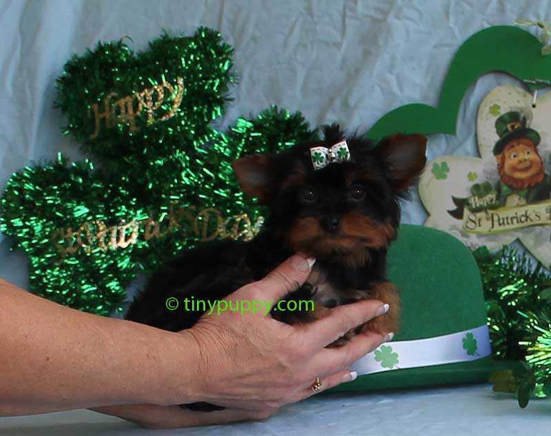 yorkie for sales tiny teacup yorkie puppies for sales micro terrier puppy breeds yorkie for sales tiny teacup yorkie puppies for sales micro terrier puppy breeds