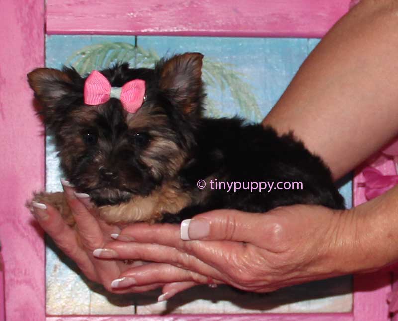 yorkie for sales tiny teacup yorkie puppies for sales micro terrier puppy breeds picture yorkie for sales tiny teacup yorkie puppies for sales micro terrier puppy breeds picture