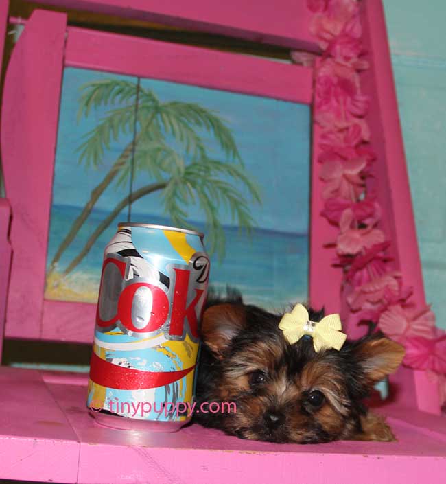 Yorkshire Terrier Hair styles, Grooming Yorkies, Puppy cut, Teddy Bear face yorkie, teacup yorkshire terrier, tinypuppy