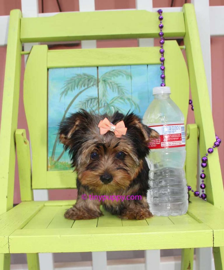 yorkie for sales tiny teacup yorkie puppies for sales micro terrier puppy breeds yorkie for sales tiny teacup yorkie puppies for sales micro terrier puppy breeds