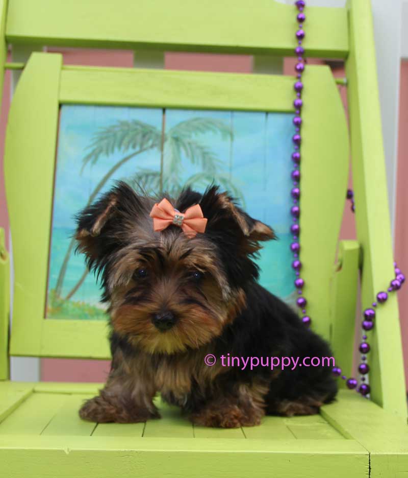 yorkie for sales tinypuppy teacup micro yorkie breeder puppies for sale autos post yorkie for sales tinypuppy teacup micro yorkie breeder puppies for sale autos post