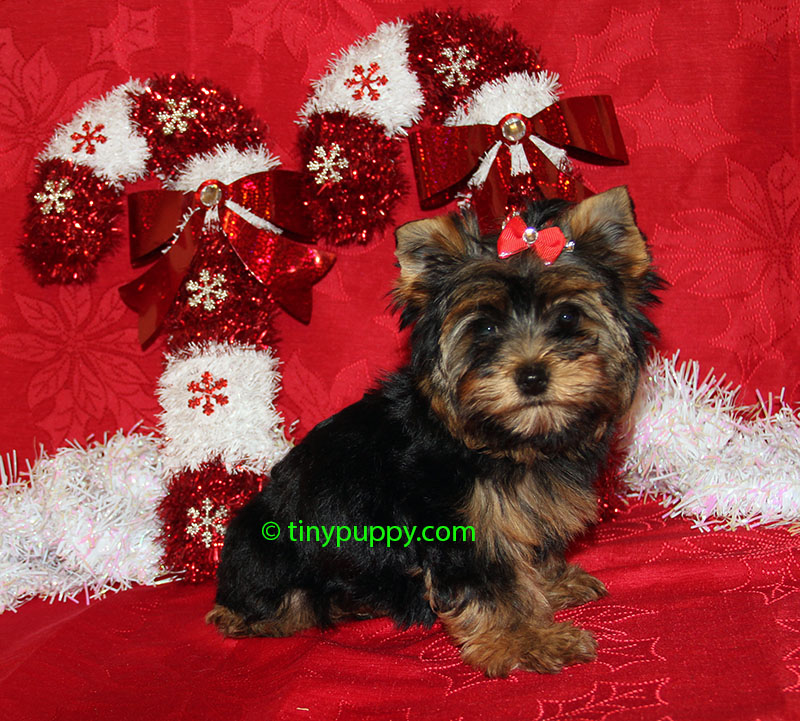 Little Christmas Yorkie Bella