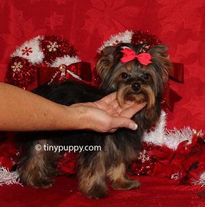 tiny Yorkie, teacup Yorkie, 3 lbs yorkie, yorkshire terrier