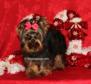 tiny Yorkie, teacup Yorkie, 3 lbs yorkie, yorkshire terrier
