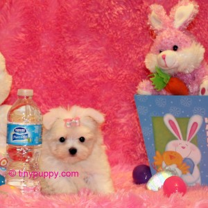 teacup maltese