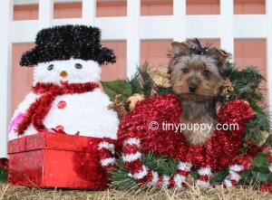teacup-yorkshire-terrier